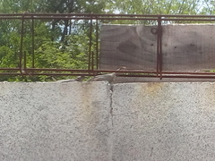 Sceloporus cyanogenys