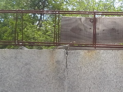 Sceloporus cyanogenys