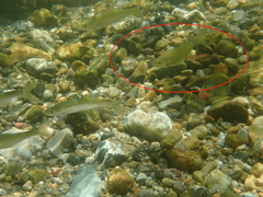 Alburnoides bipunctatus