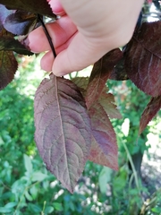 Magnoliopsida