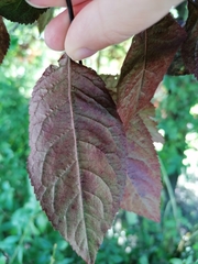 Magnoliopsida