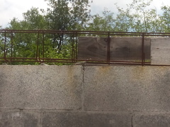 Sceloporus cyanogenys