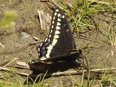 Papilio indra