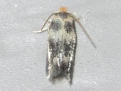 Etainia sericopeza