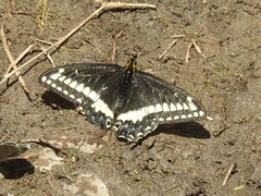 Papilio indra