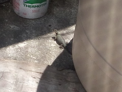 Sceloporus cyanogenys
