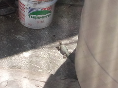 Sceloporus cyanogenys