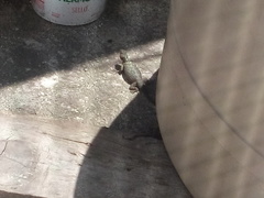 Sceloporus cyanogenys