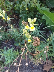 Linaria vulgaris