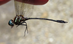 Brechmorhoga praecox