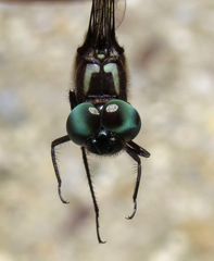 Brechmorhoga praecox