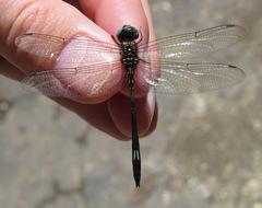 Brechmorhoga praecox