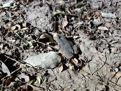 Poyntonophrynus fenoulheti