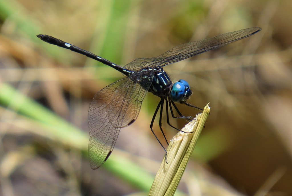 Dythemis nigra
