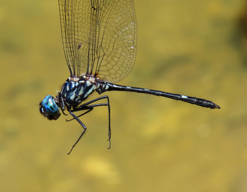 Photo of Blue-eyed Setwing