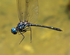 Dythemis nigra