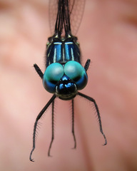 Dythemis nigra