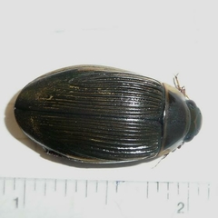 Dytiscus alaskanus