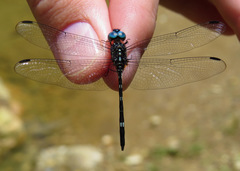 Dythemis nigra
