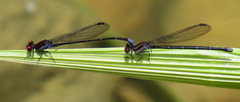 Argia orichalcea