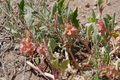 Tripterocalyx micranthus