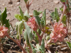 Tripterocalyx micranthus