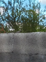 Sceloporus cyanogenys