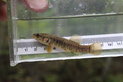Umbra limi