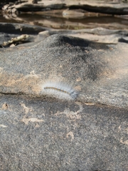 Apatelodidae