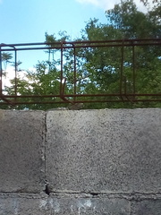 Sceloporus cyanogenys