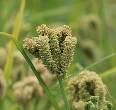 Eleusine coracana