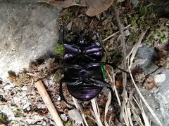 Trypocopris vernalis