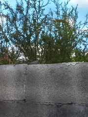 Sceloporus cyanogenys