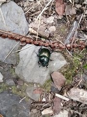 Trypocopris vernalis