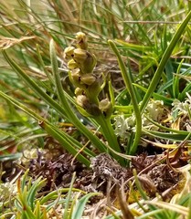Chamorchis alpina