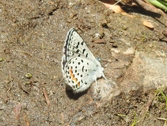 Euphilotes ancilla
