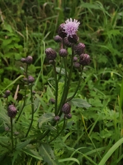 Cirsium arvense