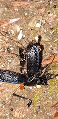 Carabus lefebvrei lefebvrei