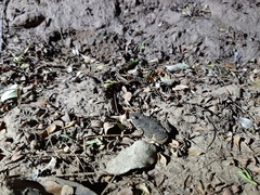 Poyntonophrynus fenoulheti