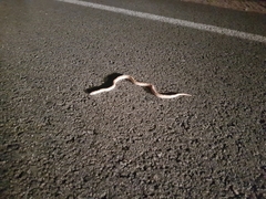 Phyllorhynchus decurtatus