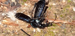 Carabus lefebvrei lefebvrei