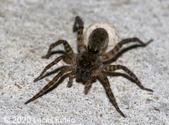Paratrochosina amica