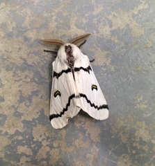 Hemileuca neumoegeni