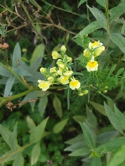 Linaria vulgaris