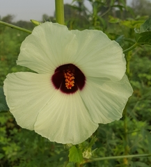 Hibiscus cannabinus