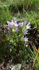 Gentianella ramosa