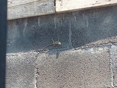 Sceloporus cyanogenys