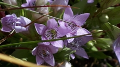 Gentianella ramosa