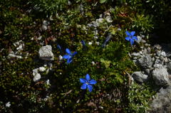 Gentiana bavarica subacaulis