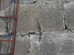 Sceloporus cyanogenys